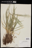 Hordeum vulgare image