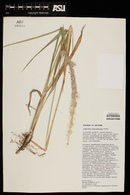 Imperata brevifolia image