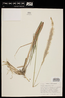 Imperata brevifolia image