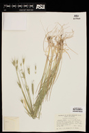 Hordeum arizonicum image