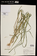 Leersia oryzoides image