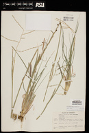 Disakisperma dubium image