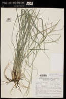 Disakisperma dubium image