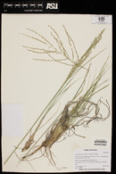 Disakisperma dubium image