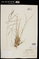 Disakisperma dubium image