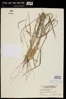 Disakisperma dubium image