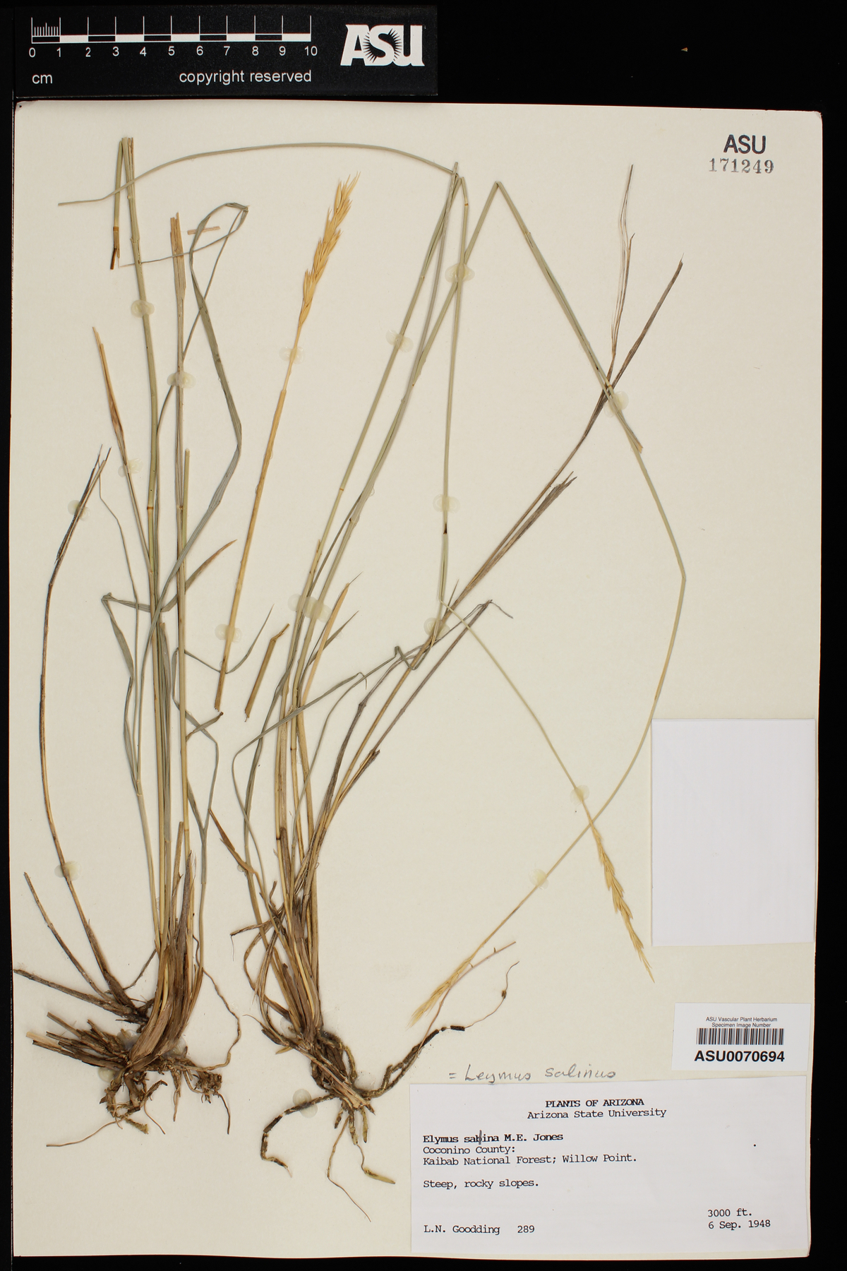 Leymus salina image