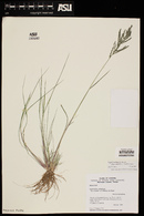 Diplachne fusca subsp. uninervia image