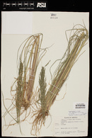 Diplachne fusca subsp. uninervia image