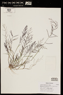 Leptochloa panicea image