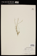 Muhlenbergia brevis image