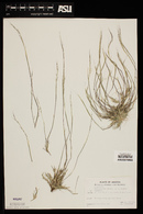 Muhlenbergia brevis image