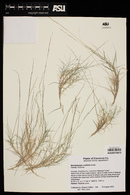 Muhlenbergia curtifolia image