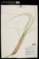 Muhlenbergia palmeri image