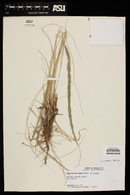 Muhlenbergia dubia image