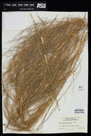 Muhlenbergia dumosa image