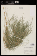 Muhlenbergia dumosa image