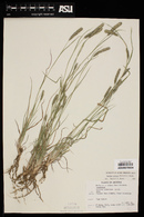 Lycurus setosus image