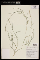 Muhlenbergia andina image
