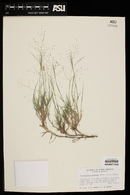 Muhlenbergia arenacea image