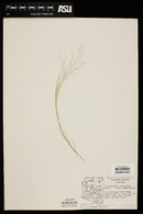 Muhlenbergia asperifolia image