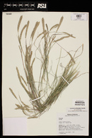 Lycurus phleoides image