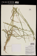 Lolium perenne subsp. multiflorum image