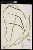 Lolium perenne subsp. multiflorum image