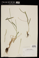 Lolium perenne subsp. perenne image