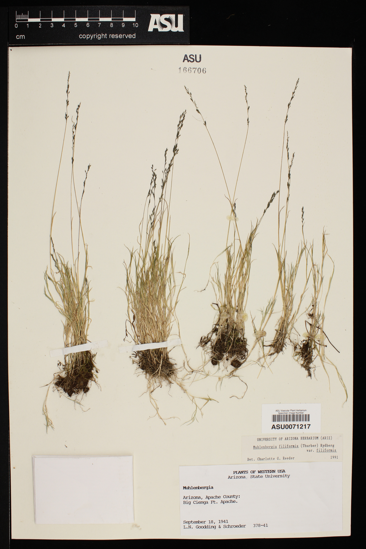 Muhlenbergia filiformis var. filiformis image