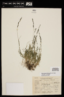 Muhlenbergia filiformis image