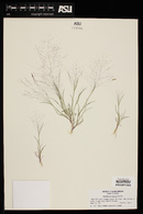 Muhlenbergia fragilis image