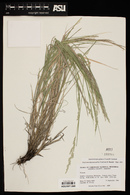 Muhlenbergia glauca image