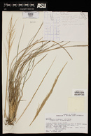Muhlenbergia gooddingii image