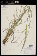 Muhlenbergia emersleyi image