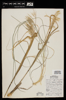 Muhlenbergia emersleyi image