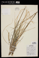 Muhlenbergia emersleyi image