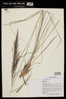 Muhlenbergia emersleyi image