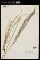 Muhlenbergia emersleyi image