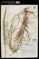 Muhlenbergia emersleyi image