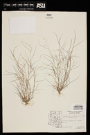 Muhlenbergia microsperma image