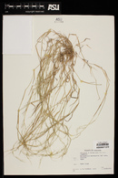 Muhlenbergia microsperma image