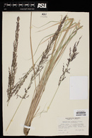 Muhlenbergia longiligula image