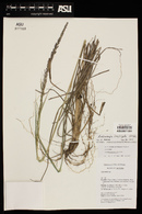 Muhlenbergia longiligula image