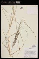 Muhlenbergia longiligula image