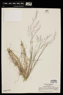 Muhlenbergia microsperma image