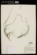 Muhlenbergia microsperma image