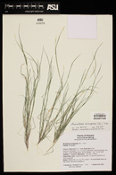 Muhlenbergia microsperma image