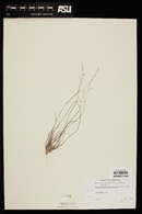 Muhlenbergia microsperma image