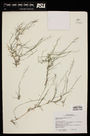 Muhlenbergia microsperma image